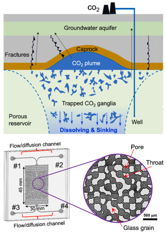 Microfluidic study of carbon dioxide diffusive leakage through microfractures
