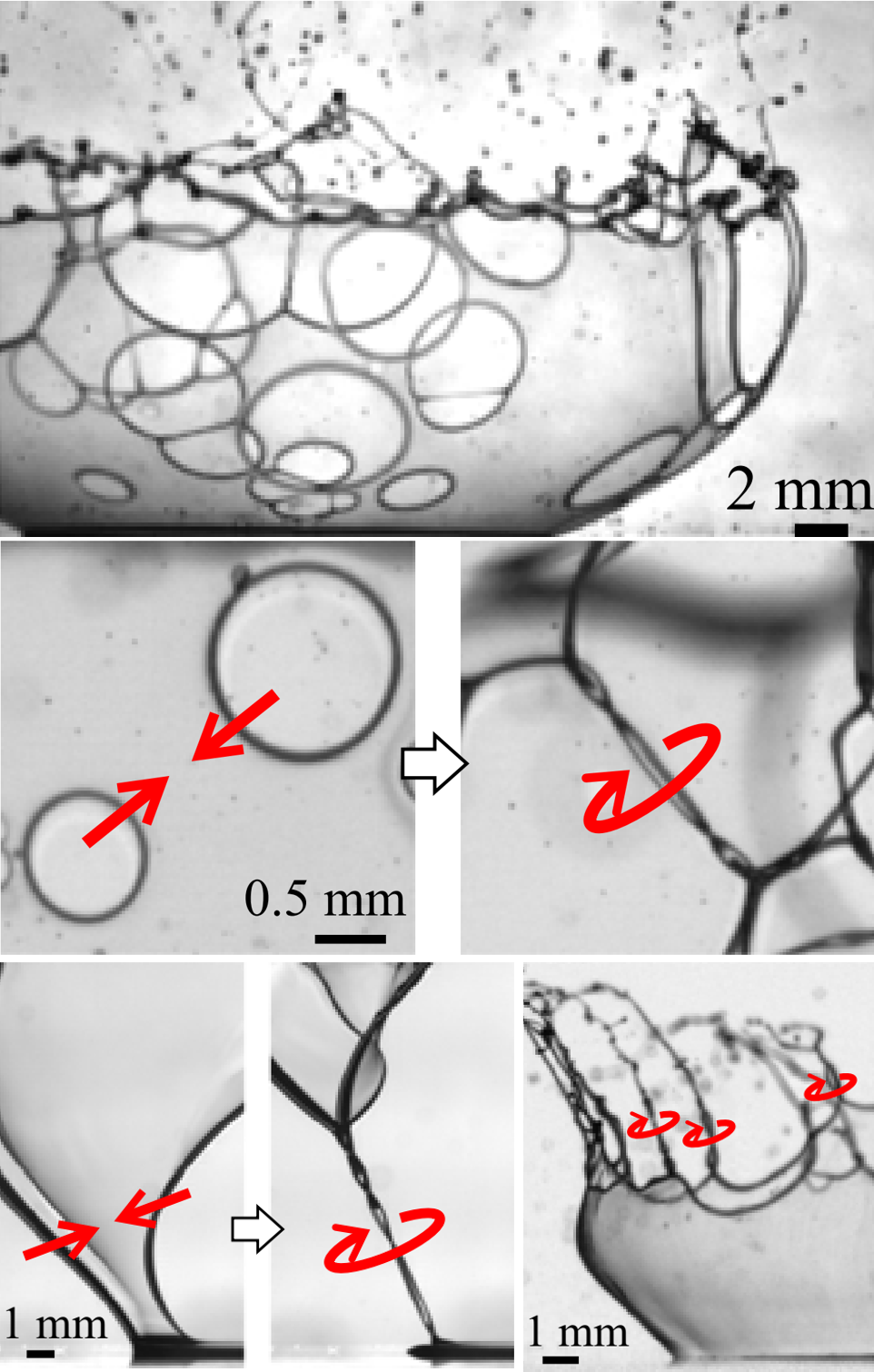 Spinning twisted ribbons: when two holes meet on a curved liquid film
